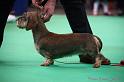 Crufts2011_2 1567